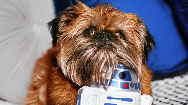Bark Box x Star Wars