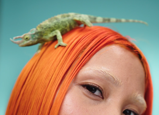Reptile