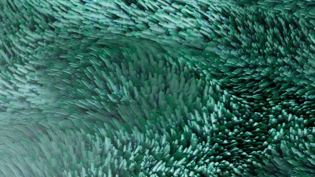 Bird Capital